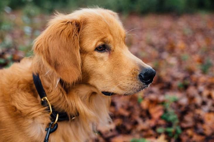 #19. Golden retriever