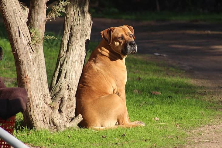 #4. Bull mastiff (Presa Canario)