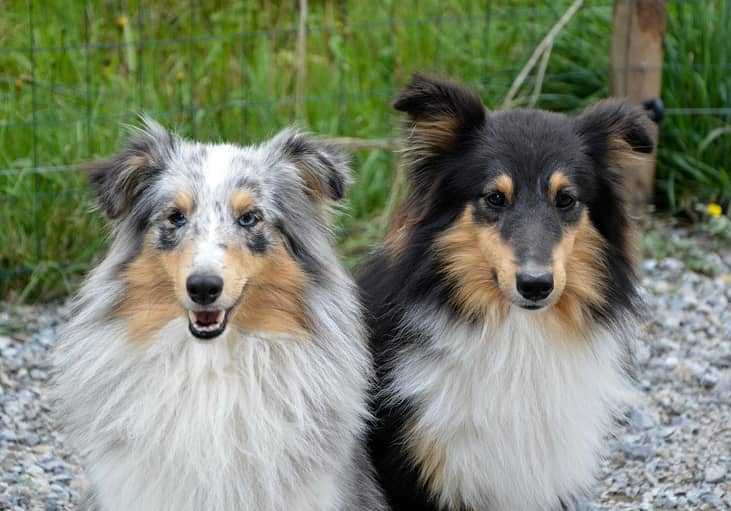 #19. Shetland Sheepdogs
