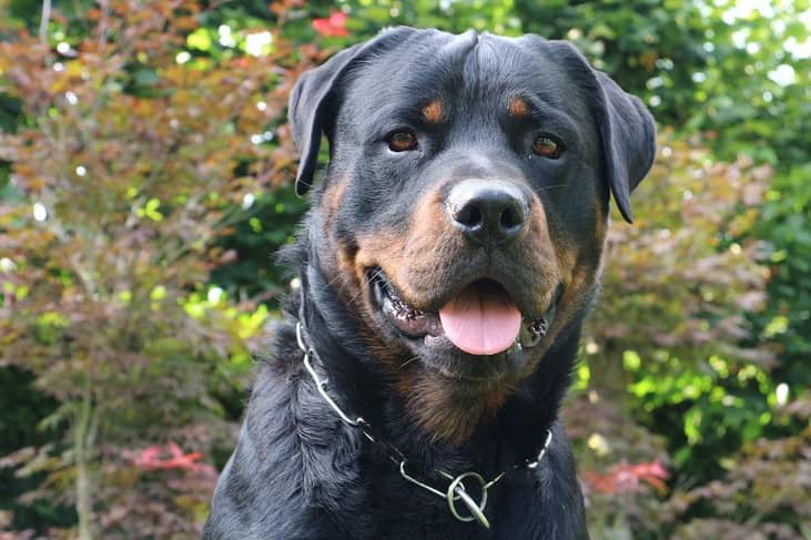 #2. Rottweiler