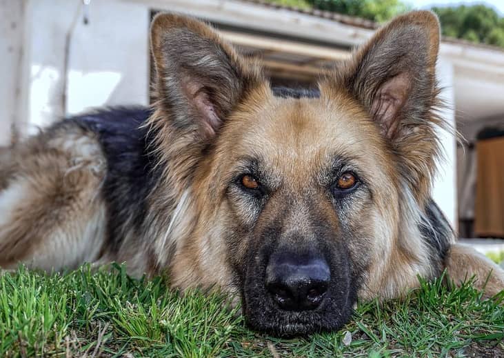 #3. German shepherd