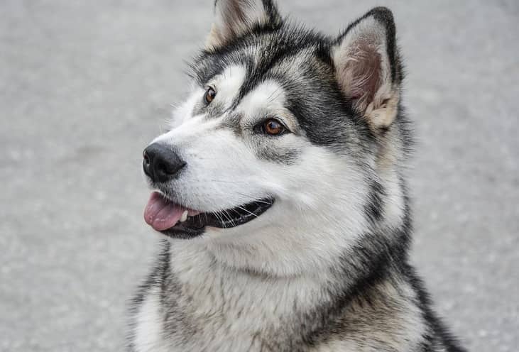 #17. Malamute