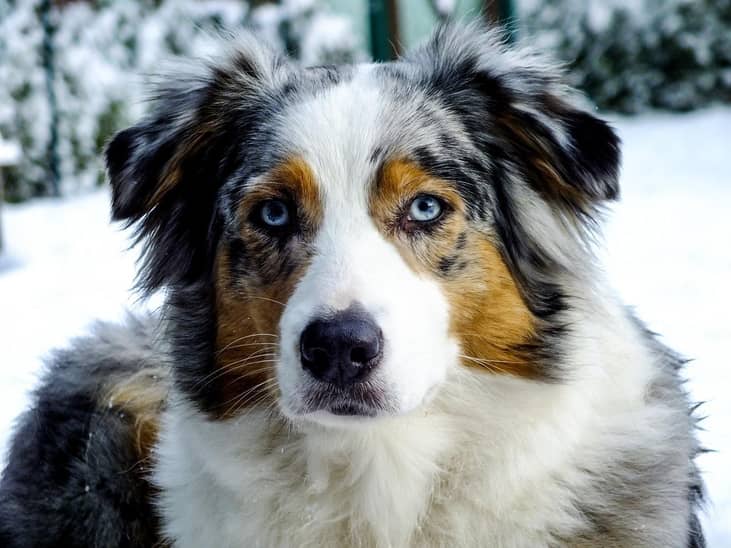 #25. Australian Shepherds