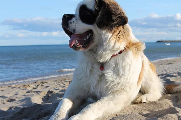 #18. Saint Bernard