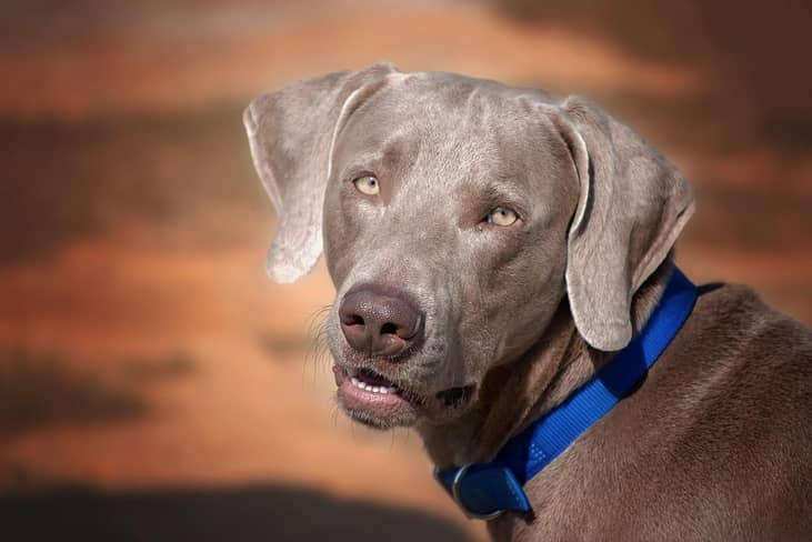 #31. Weimaraners