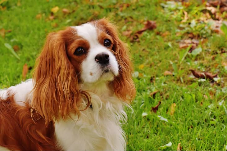 #26. Cavalier King Charles Spaniels