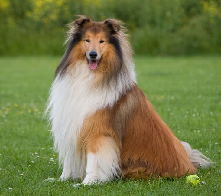 #36. Collies
