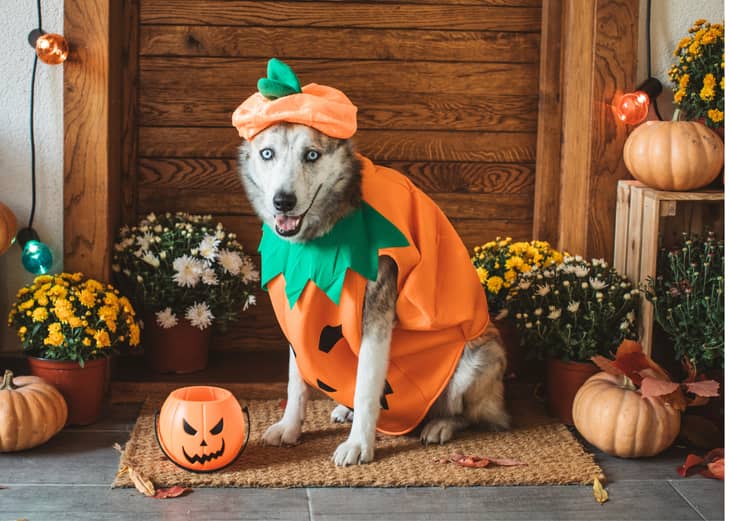 Cute dog wearing pumpkin costume surrounded by Halloween decor.