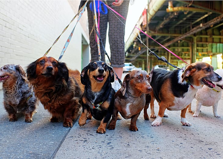Can you answer these real 'Jeopardy!' questions about dogs?