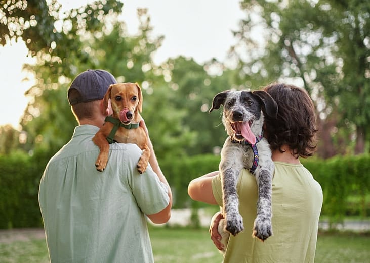 Most common dog breeds available for adoption in North Dakota