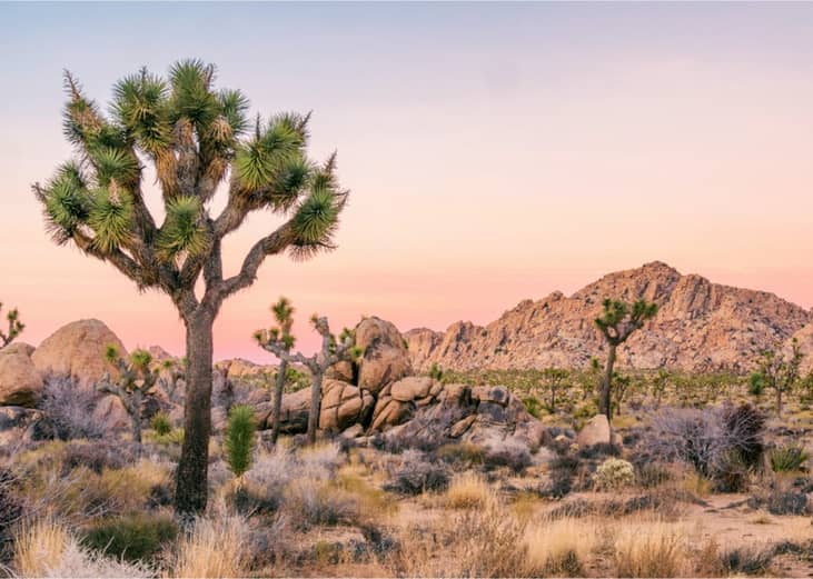 #38. Joshua Tree National Park (California)