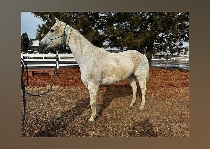 Exotic pets available for adoption in Denver