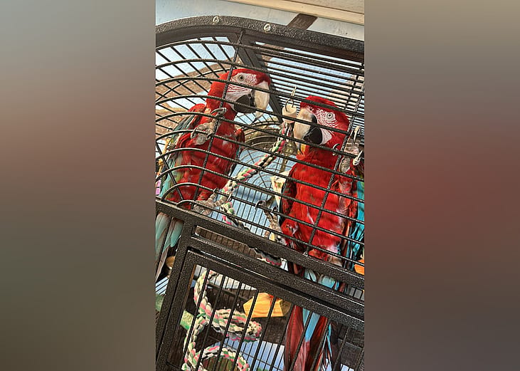 Exotic pets available for adoption in Homosassa Springs