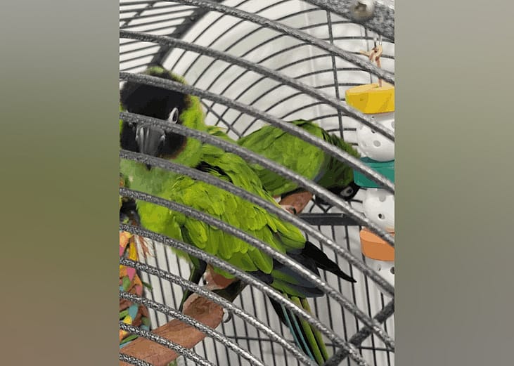 Exotic pets available for adoption in Palm Bay