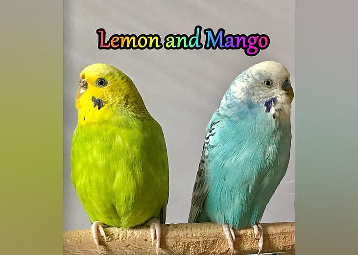 Exotic pets available for adoption in Lakeland