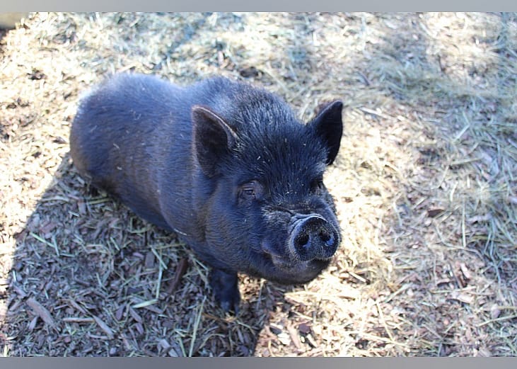 Exotic pets available for adoption in Napa