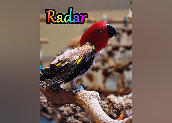 Exotic pets available for adoption in Orlando