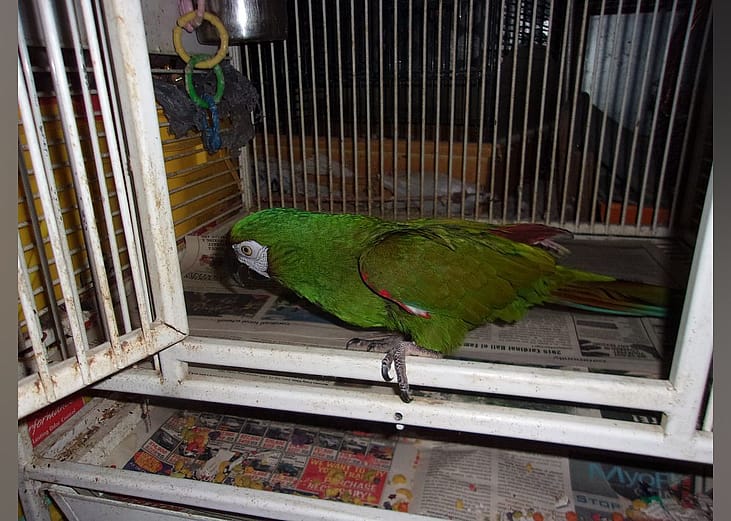 Exotic pets available for adoption in Cleveland