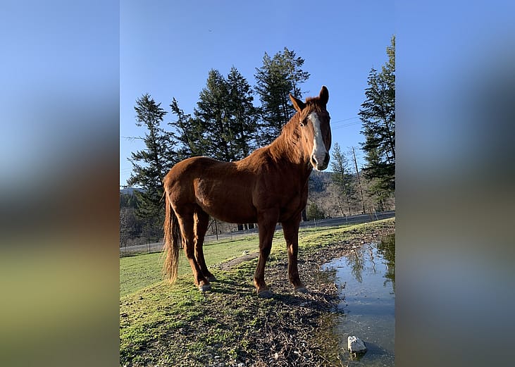 Exotic pets available for adoption in Medford