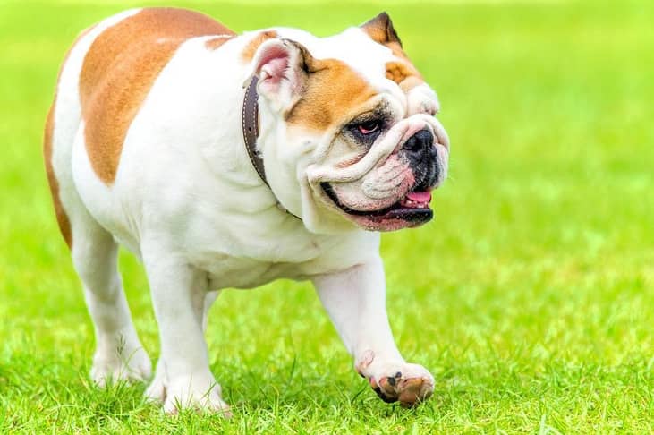 #9. Bulldogs