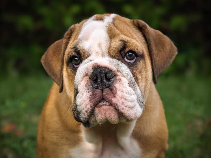 #16. Bulldog (English)