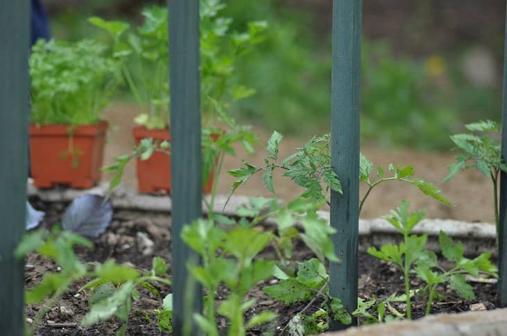 Dream about spring planting