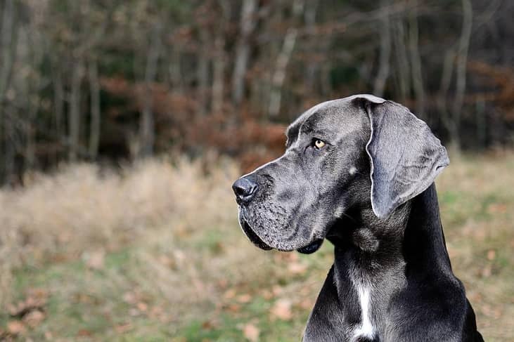 #11. Great Dane