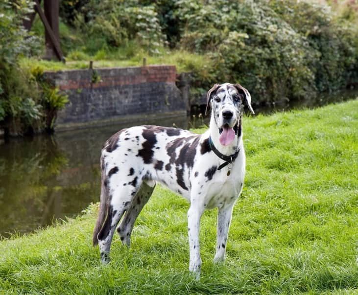 #20. Great Danes