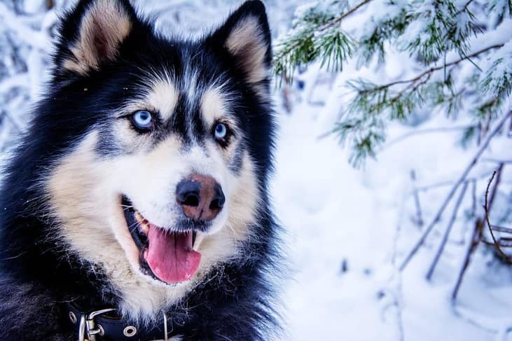 #5. Husky