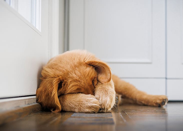 A golden retriever covering his face.