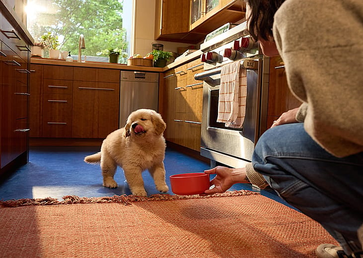 Fluffy golden puppy licks lips while person crouched down offers food in a red bowl in the kitchen.