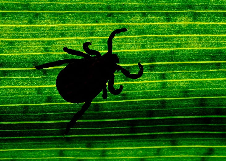 Silhouette of a tick seen through a leaf in a garden.