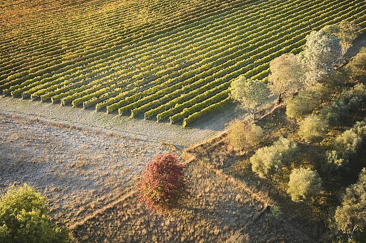 Vast vineyard during daytime in Canberra, Australia.