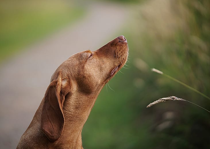 Dog sitting by a grass field, sniffing air.