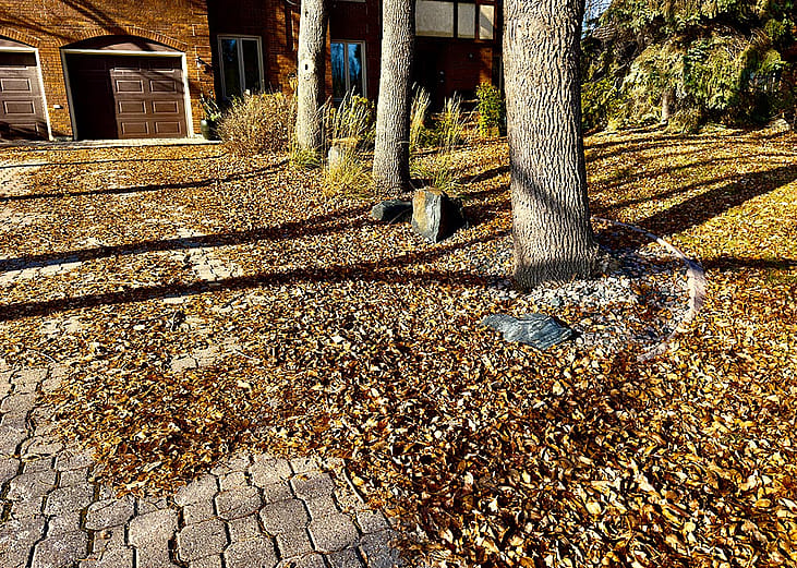 Autumn yard of a private house in Canada covered with yellow leaves.