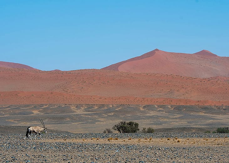 A South African oryx, also called 'Gemsbok' or 'gemsbuck' walking by a water hole in a desert area in Namib-Naukluft National Park in Namibia.