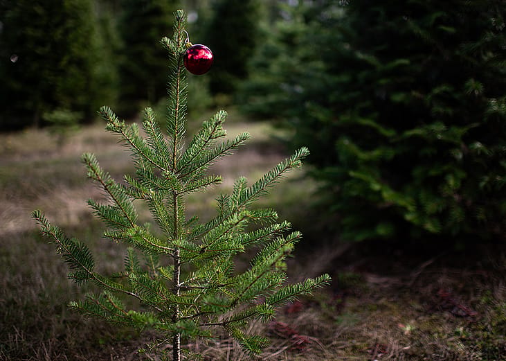 A small pine tree with a single red ball ornament.
