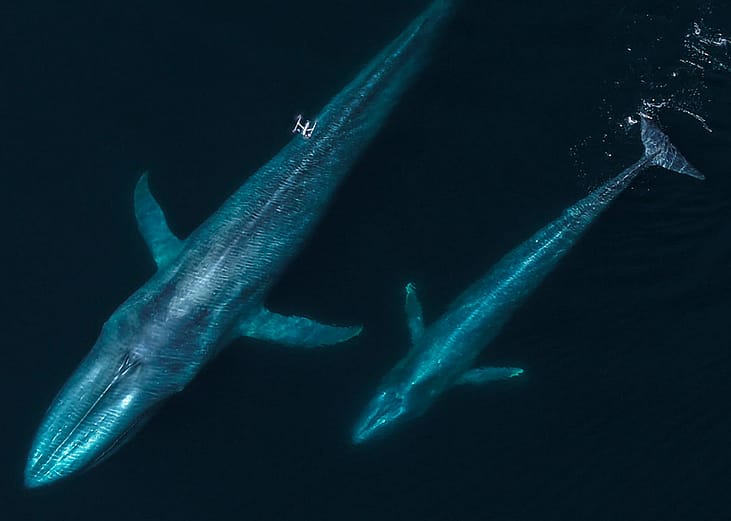 Aerial view of a tiny white drone hovering in the air above two huge blue whales, one smaller than the other, seen beneath the surface of the ocean. Cetacean scientists around the world are using this type of technology.