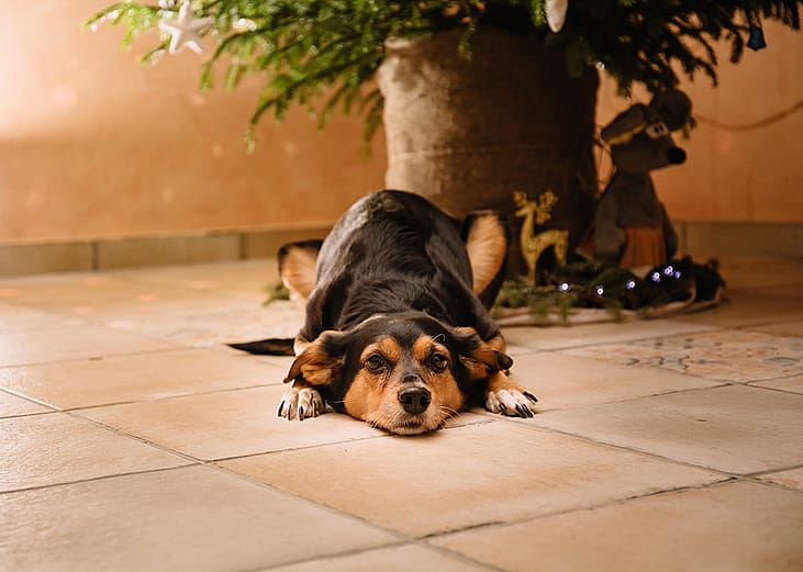 A dog lying under a decorated Christmas tree.