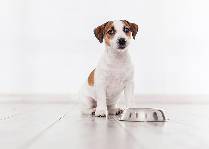 A puppy sitting with a feeding bowl.