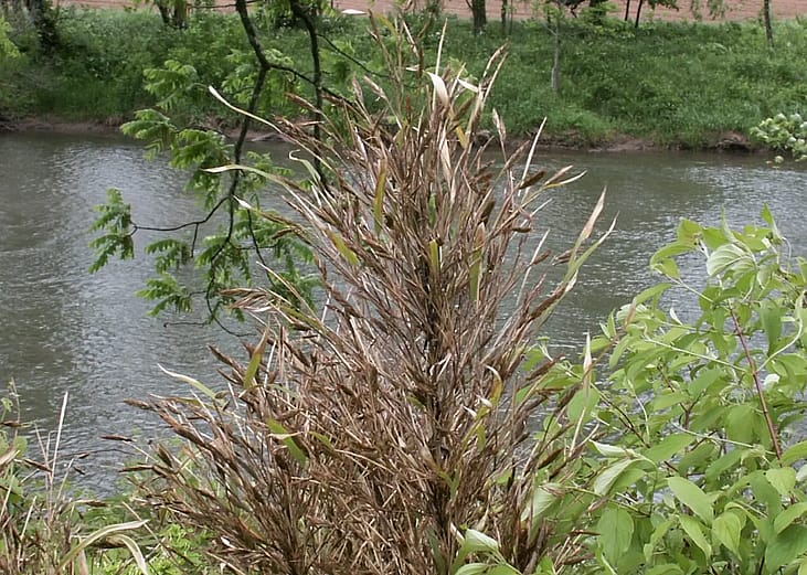 Rivercane, a bamboo plant native to North America that used to line streams, rivers, and bogs of the Southeast.