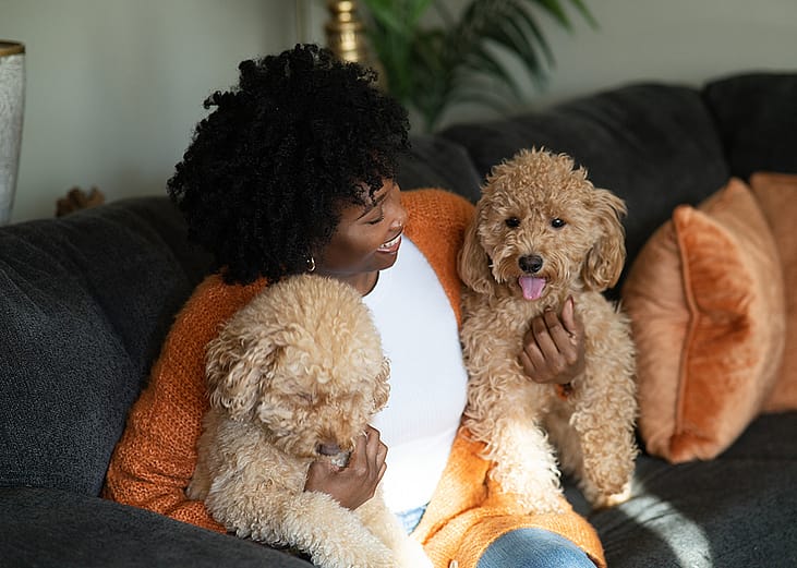 Woman sitting on a sofa with two brown pet poodle dogs.