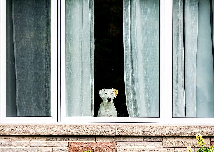 A white dog looking outside a glass window.
