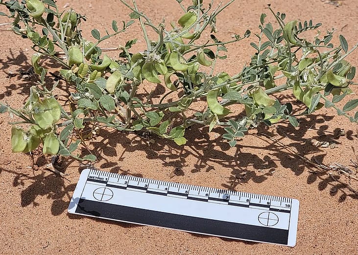 Desert plants grow among panels in the Gemini Solar Project, outside Las Vegas. 