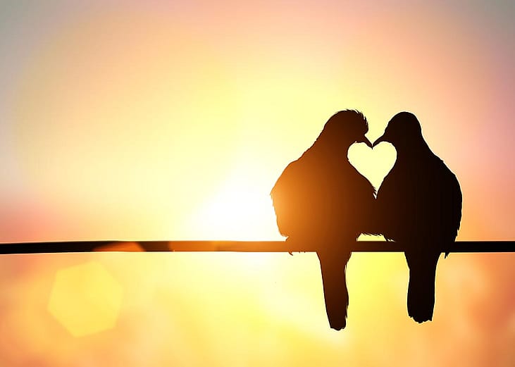 A silhouette of two birds on a powerline forms a heart shape, symbolizing love birds for Valentines Day