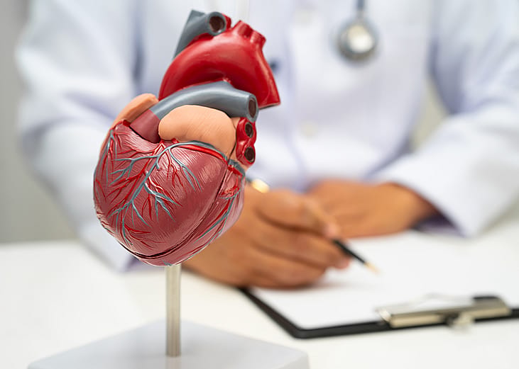 A human heart model anatomy.