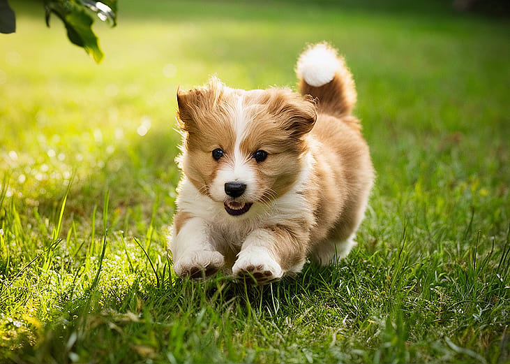 An adorable puppy running on a grassfield.
