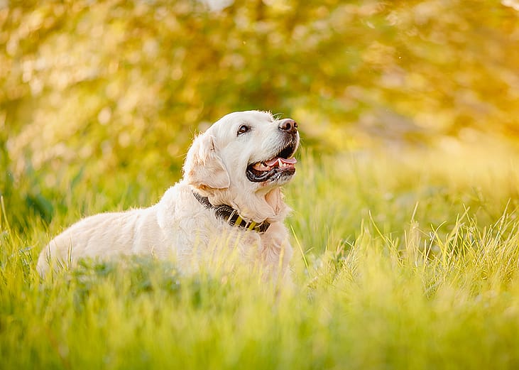 A Labrador Retriever dog resting in the grass on a summer day. 
