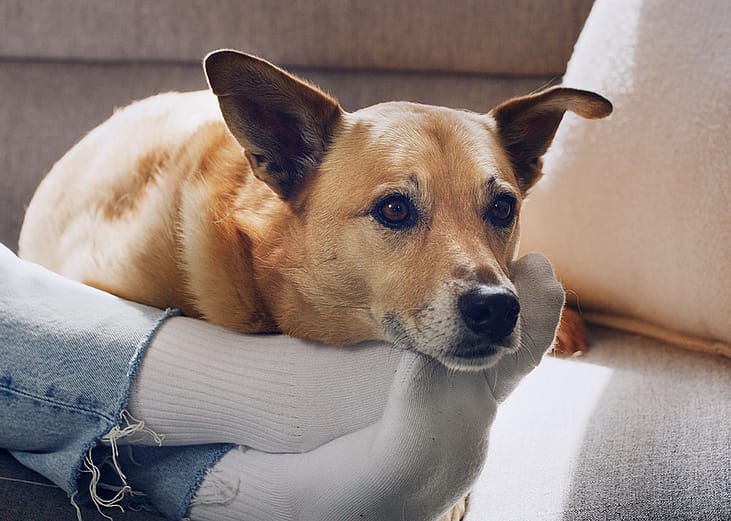 A dog relaxing by the feet of its owner on a sofa.