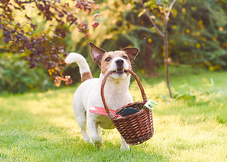 A small dog carrying a basket in the yard full of garden tools.